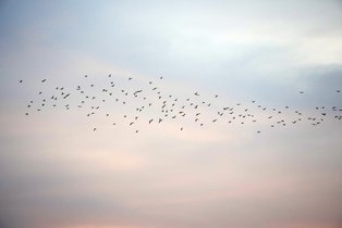 Bild von Zugvögeln