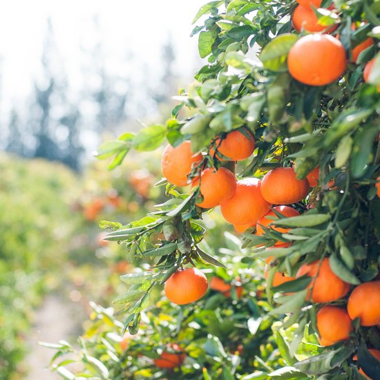 „Bittere Orangen“