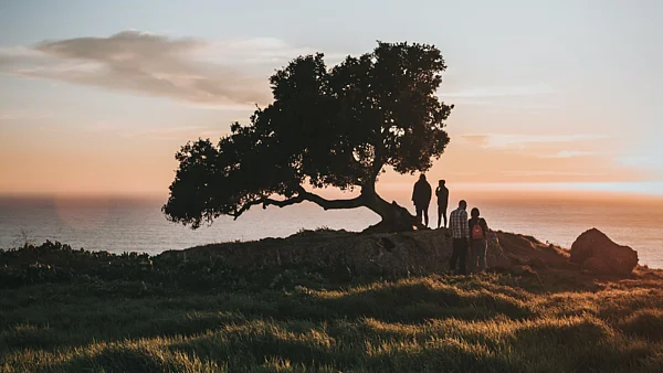 Bild eines Baumes in der Abenddämmerung