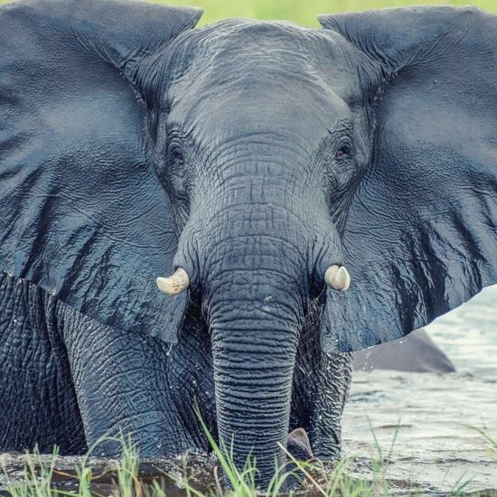 Wenn Sie ein Tier wären, welches wären Sie?