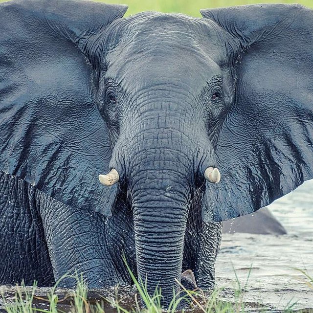 Wenn Sie ein Tier wären, welches wären Sie?