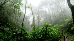 Bild vom Regenwald