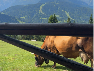 Eine Kuh grast hinter einem Zaun auf der Weide.